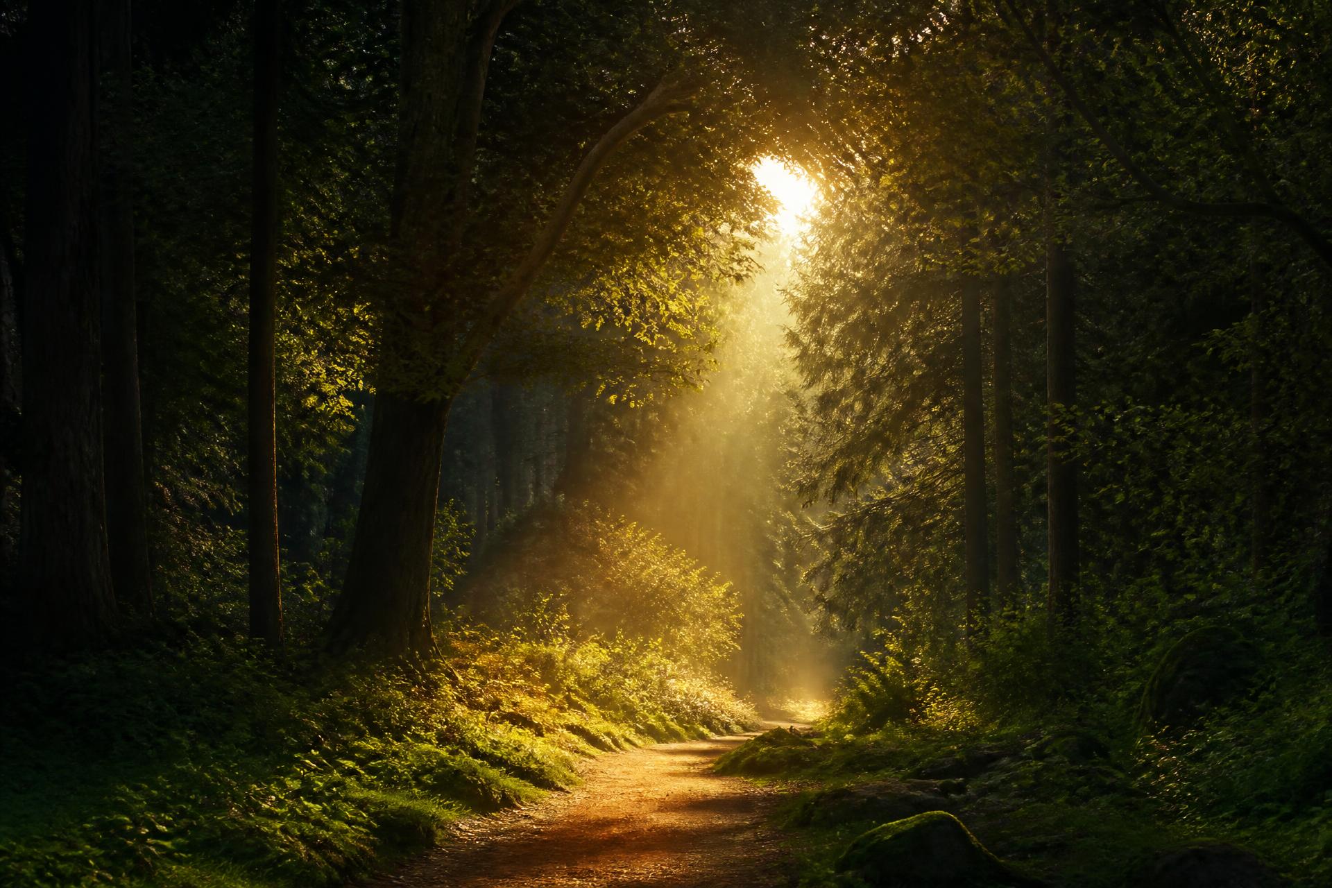 A sunlit clearing with a soft path leading into open morning light