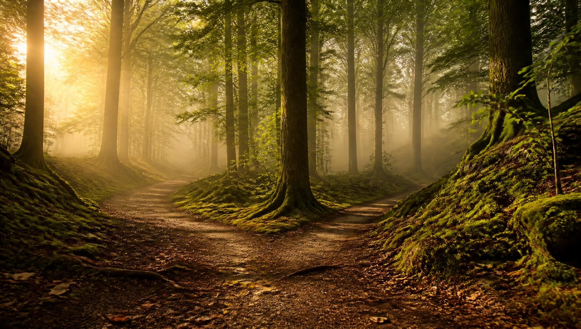 Several soft forest paths gently diverging beneath ancient trees in golden morning light