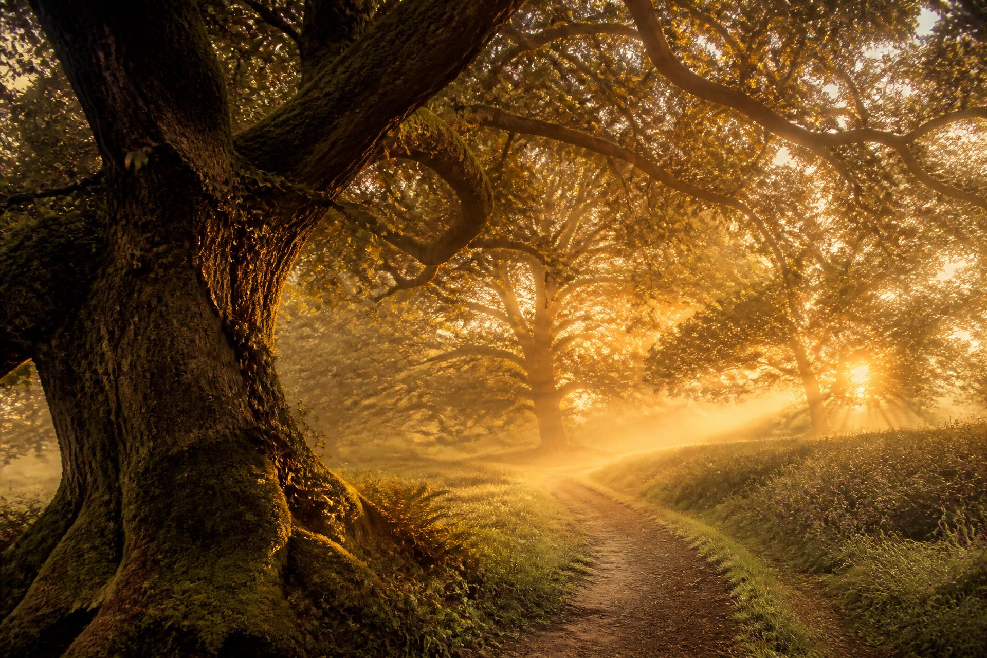 A winding path disappearing into soft morning light beneath ancient trees